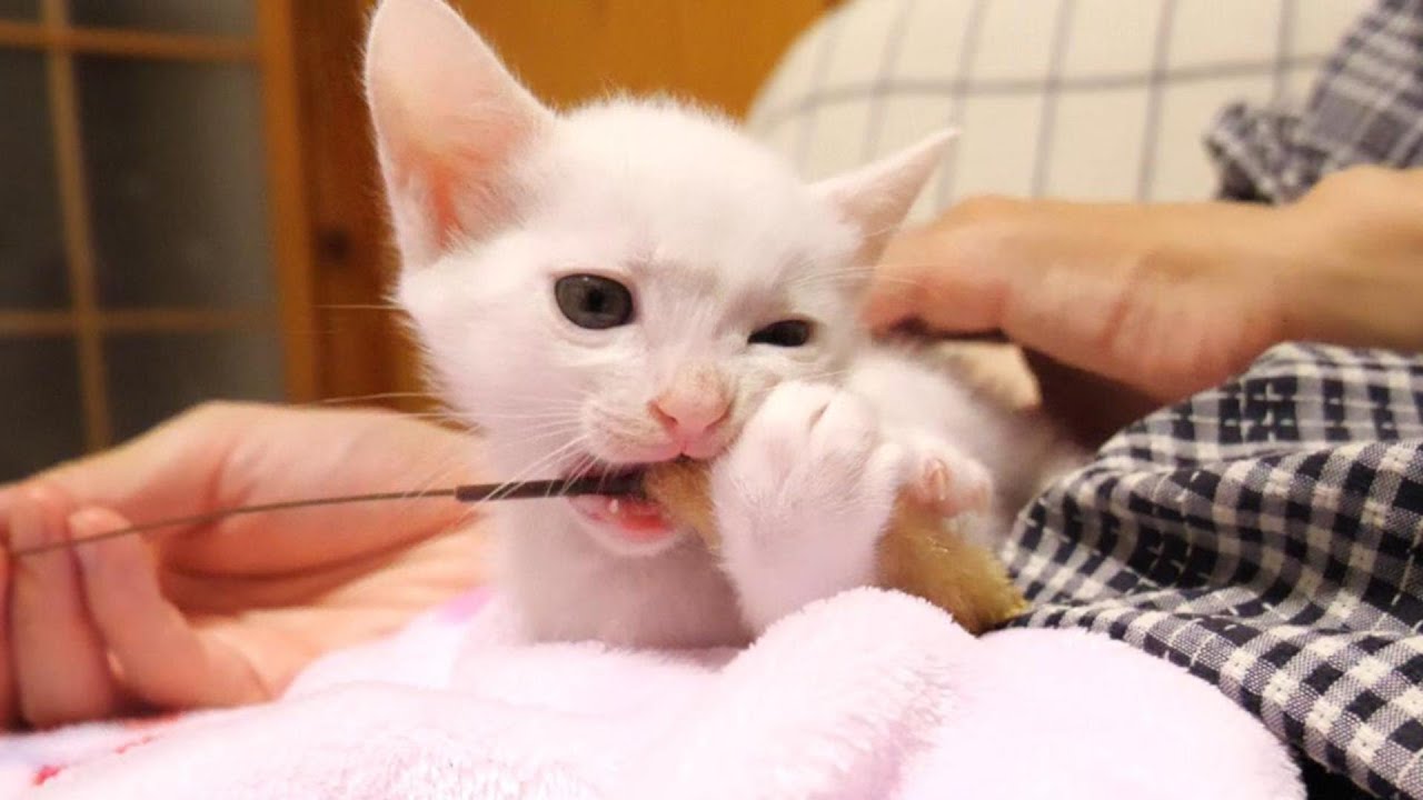 一緒に居たいと子猫がおじさんのお腹の上で眠りだす【赤ちゃん猫　保護猫】