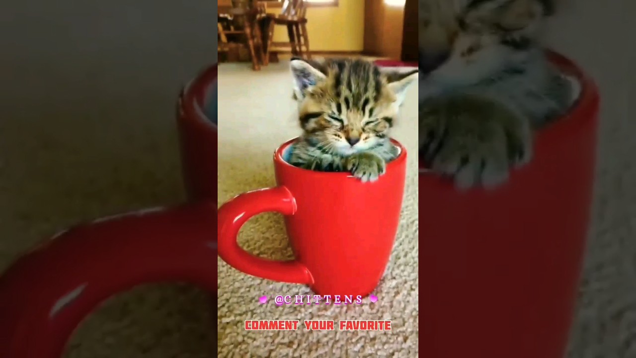 No Sugar Needed.. I Sweet Enough 😻 #shorts #short #shortsfeed #cat #kitten #cute