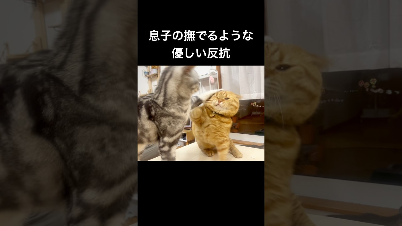 息子猫の撫でるような反抗が優しすぎる！ #猫 #マンチカン #shorts