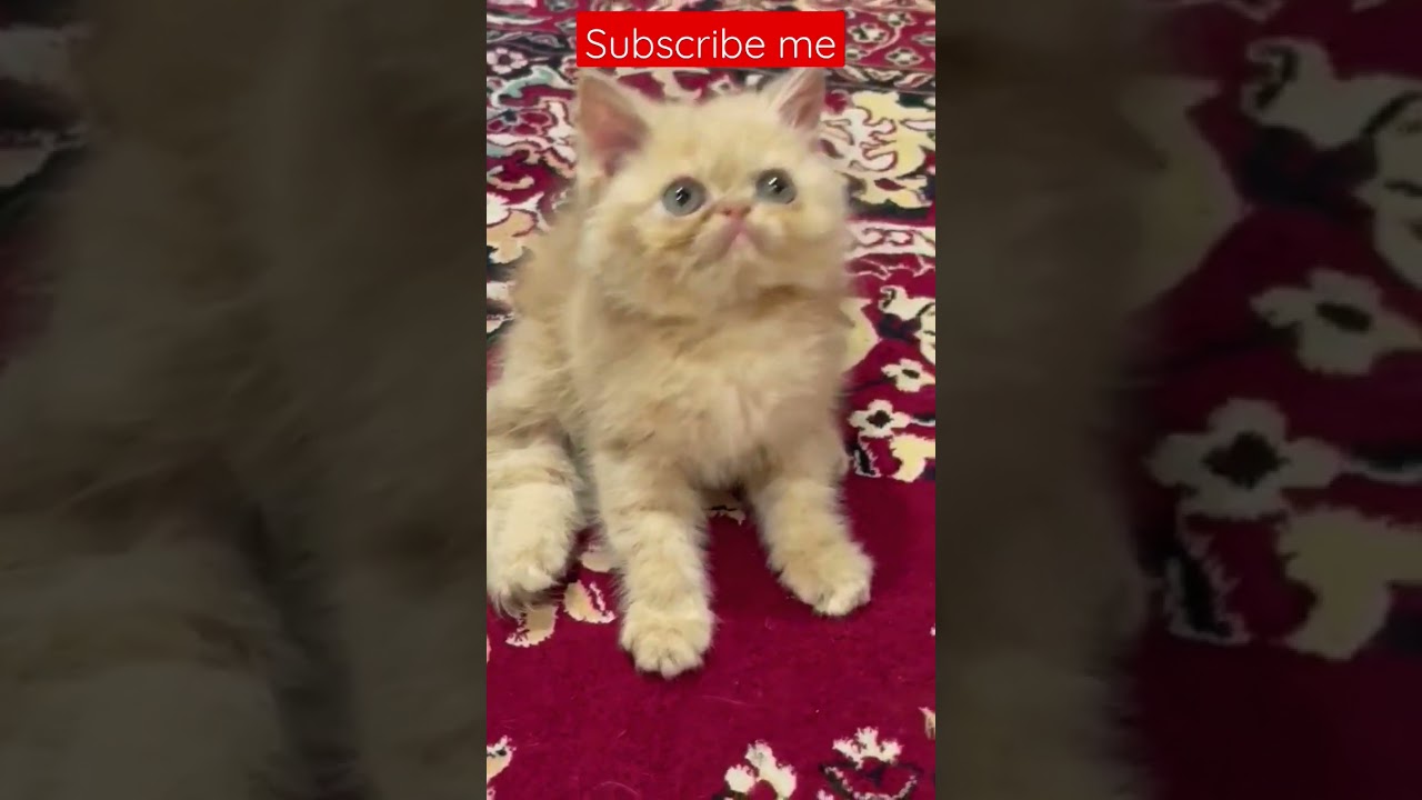 beautiful kitty 😺 very funny 🤣 nice kitty #viral #ytshorts #tiktok #youtubeshorts #kitten #cat #cute