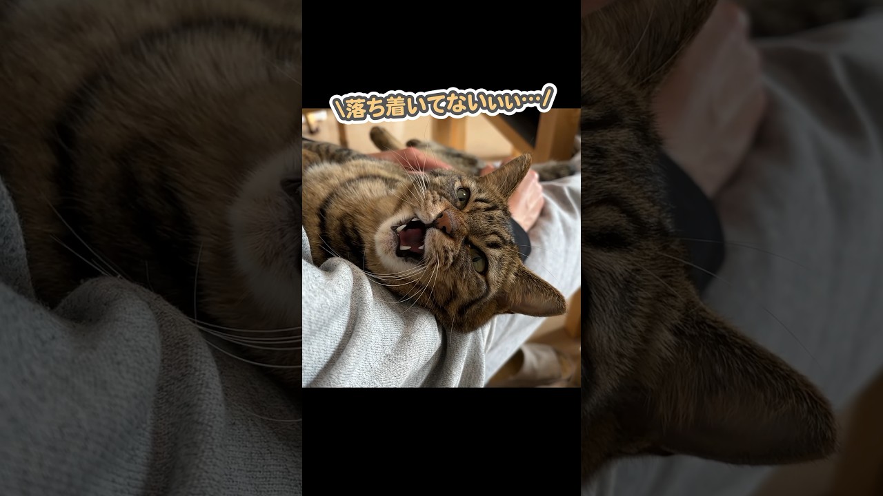 大好きなパパのお膝の上で「うにゃうにゃ…」とお喋りする、甘えん坊な猫