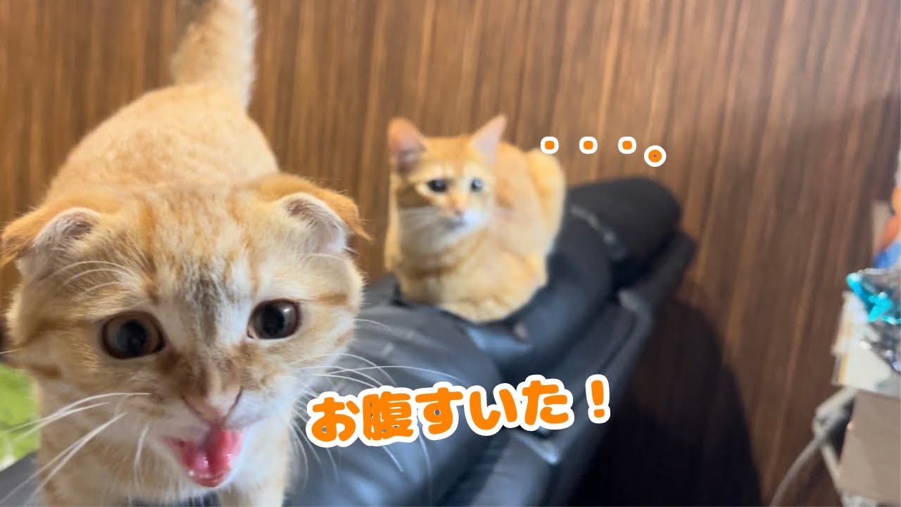 ご飯が待ちきれない子猫がこうなりましたwww