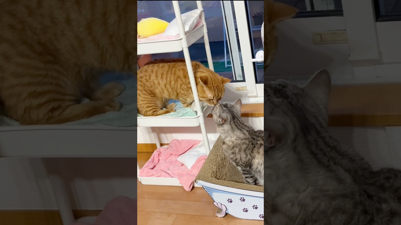 【癒し】キスする夫婦猫 #猫 #マンチカン #shorts