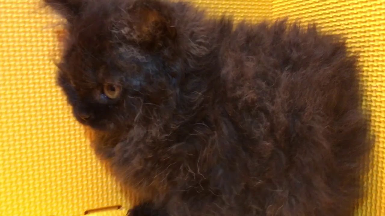さくら工房のセルカークレックス