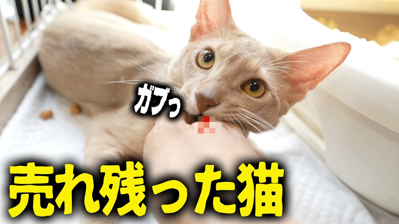 凶暴過ぎてペットショップで売れ残った猫を迎えます。
