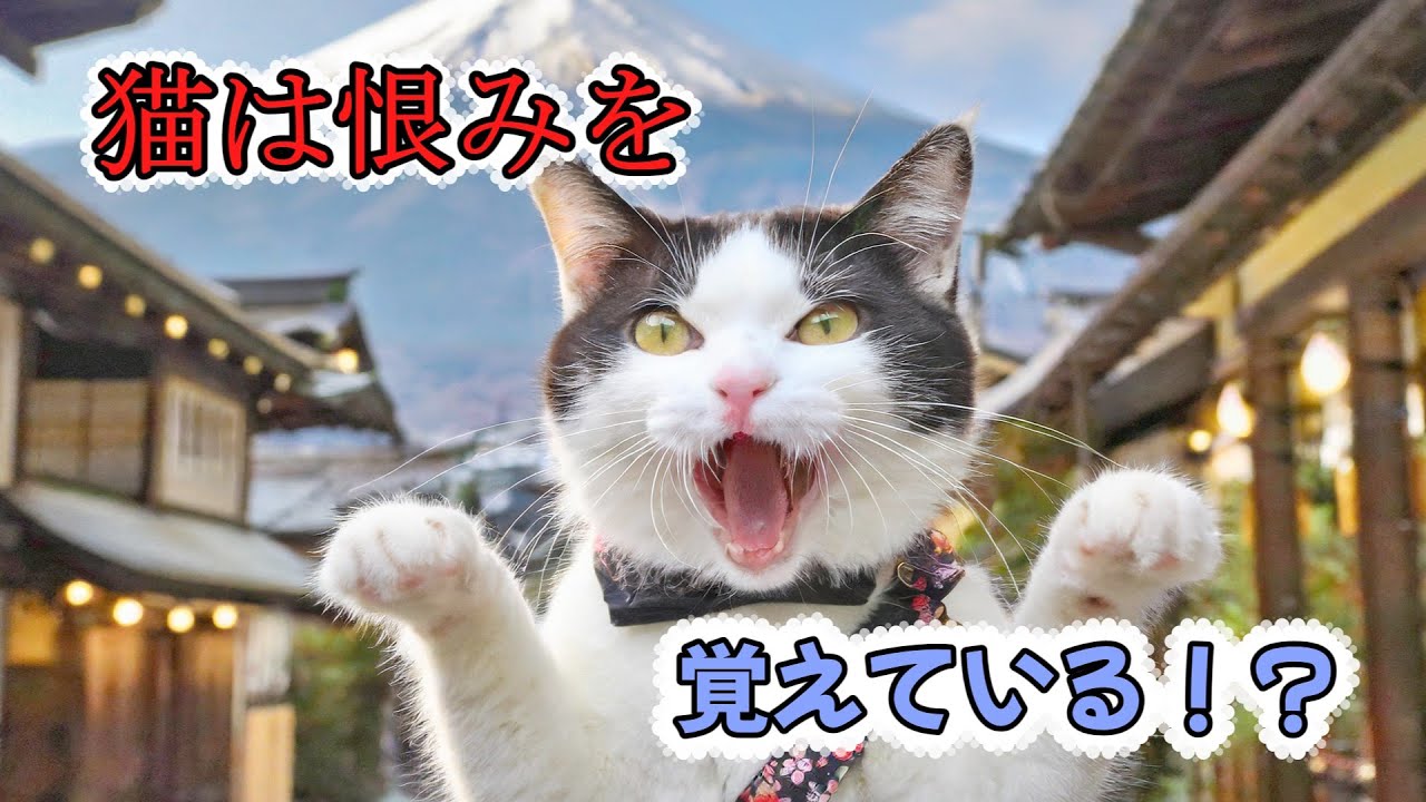 猫は恨みを持つ？科学とスピリチュアルで解明する猫の感情世界