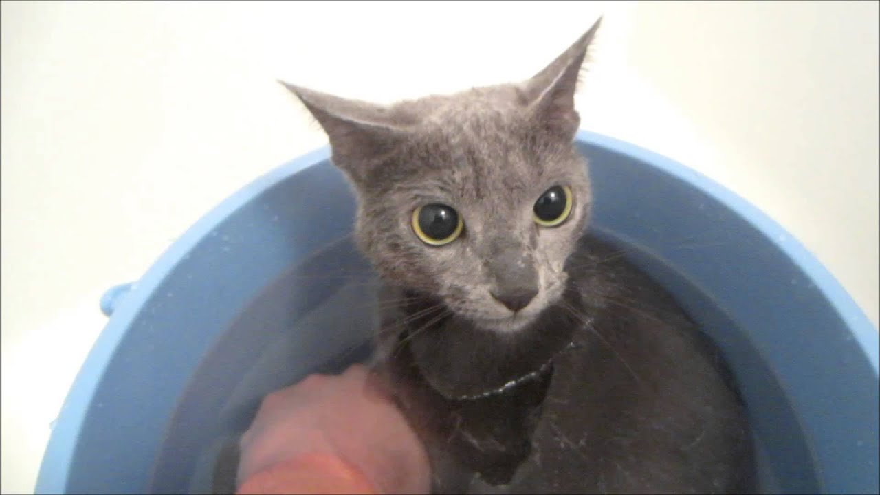 ロシアンブルーのシャンプーの流れ。