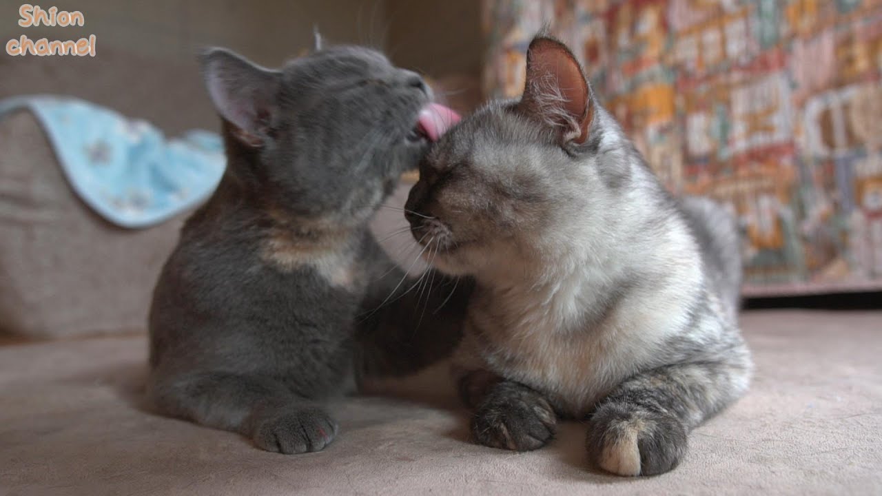 お昼寝のときは子供のように姉猫に甘える猫