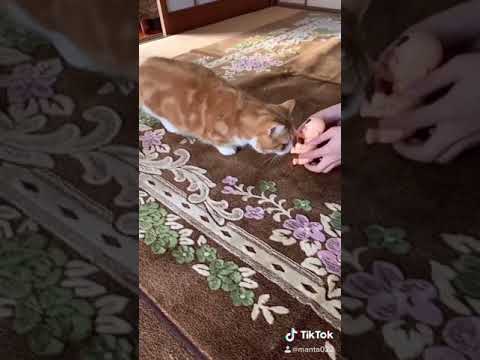 赤ちゃんvs.猫【マンチカン】