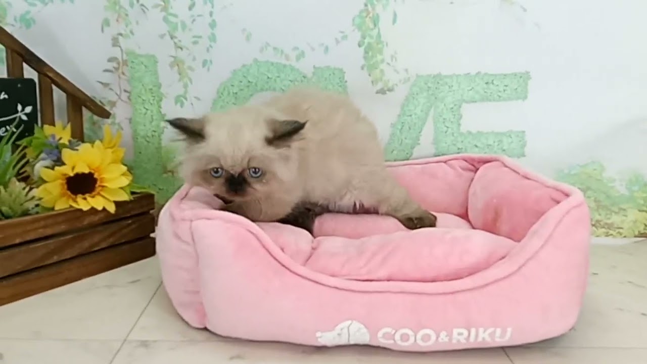 673199 ヒマラヤン