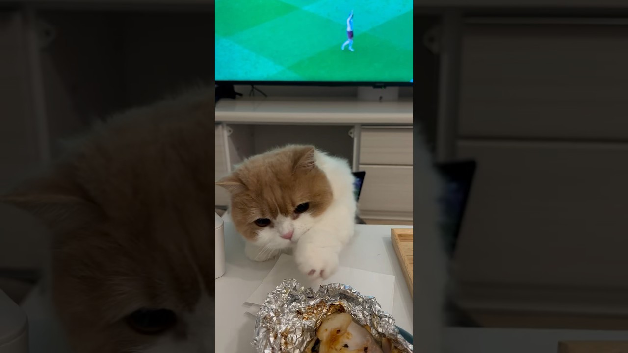 絶対に魚が食べたい猫vs絶対に魚を取られたくない男#shorts #cat #マンチカン #猫 #munchkin