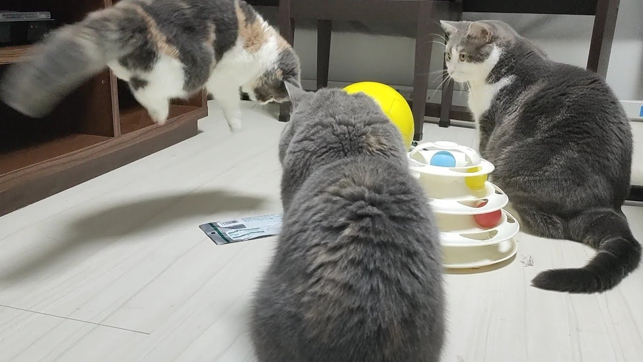 子猫が大ジャンプをかました時の2匹の反応が冷めきってました