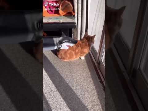 サメvs.猫【マンチカン】