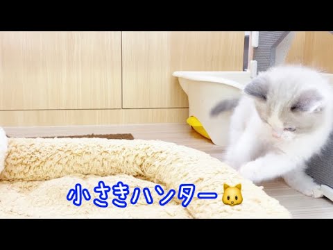 2024.4.15秒で環境に馴染むラグドールちゃん！