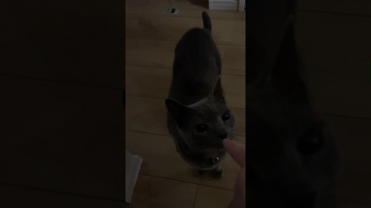 トイレ後のネコ_20240408 #short #cat #猫 #ロシアンブルー