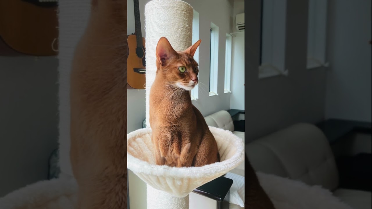 シシ神さまーーっ！？#猫#こころ＃いぶりん#アビシニアン#レッド#フォーン#cat#abyssinian#red#fawn＃もののけ姫＃PrincessMononoke