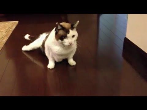 日本猫「ハナ」車椅子作ってみた。必死の呼びかけも・・・・ Hana the old cat