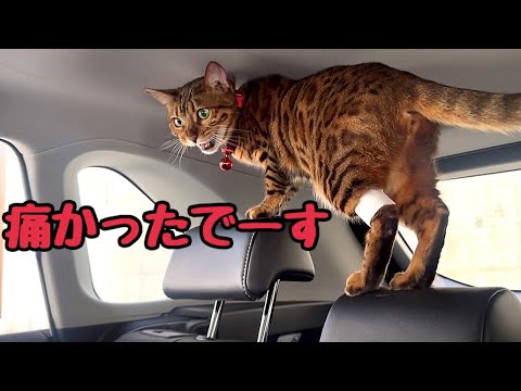 腎不全のベル様をこっそり定期検査に連れて行ったら大激怒です
