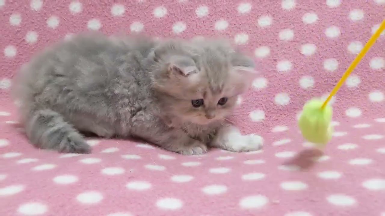 ペルシャ（チンチラ） 珍しくて美しい✨薄めのブルーカラー♪（毛色：ブルーチンチラゴールデン）