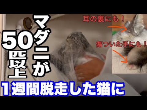 シャンプーするしかない！元野良猫シャム子に初めてのシャンプー。ホントにごめん、、もう二度と外には出さない！　#保護猫 #cat