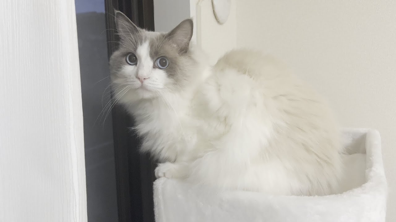 ラグドール猫が大好きなキャットタワーを使ってくれなくなりました….