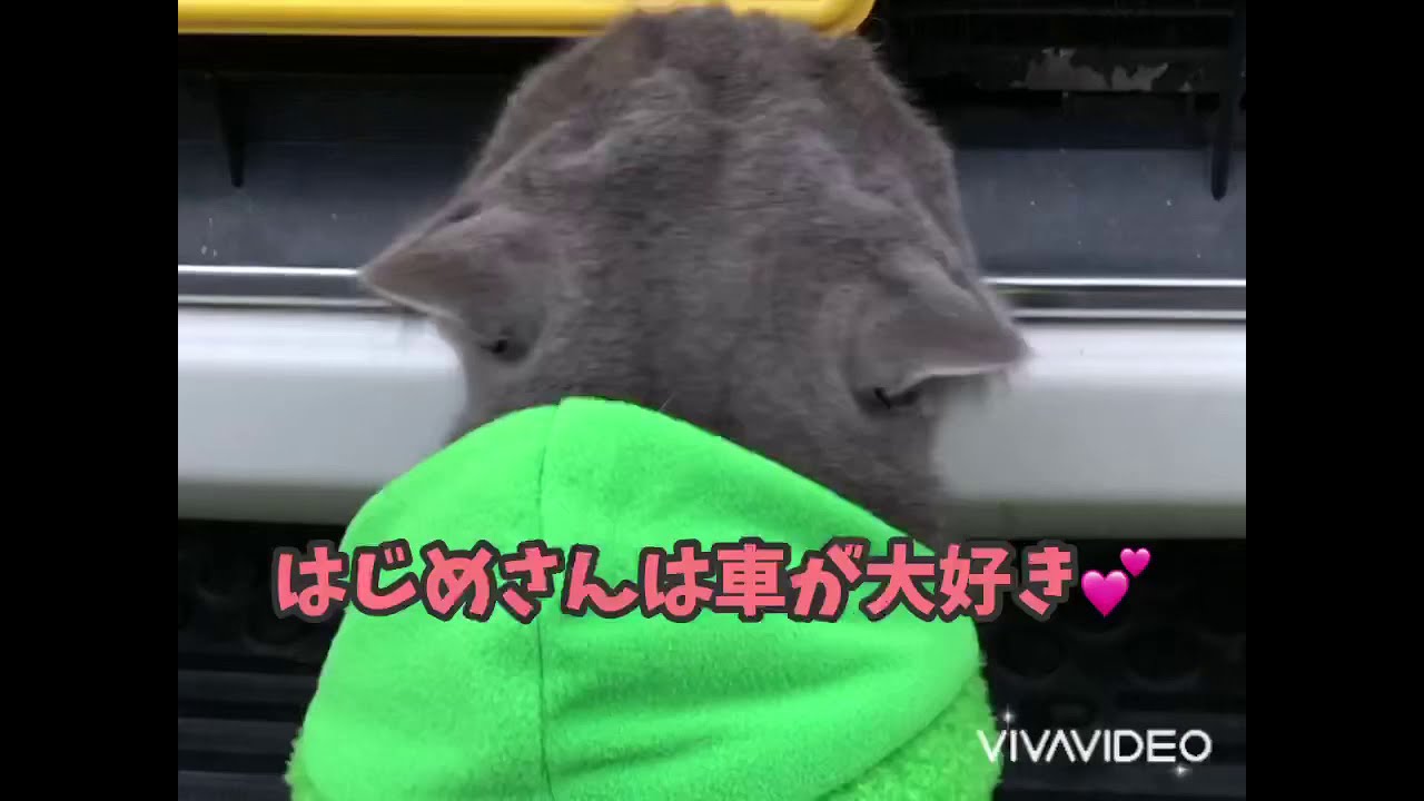 猫と新年2021年 #ブリティッシュショートヘアー #散歩 #猫