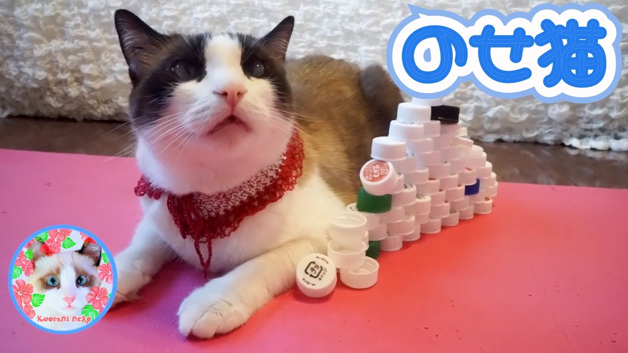本日の'のせ猫’は難しめなので最後まで観て評価してにゃ～ Noseneko
