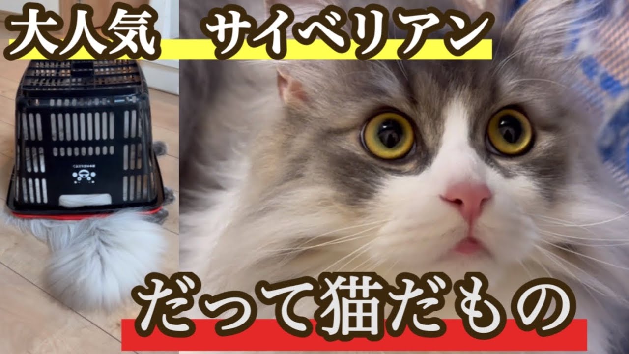 何でこんなにカゴが好き？　もふもふのサイベリアンの三つ子たち　大型猫種の長毛猫　毎日癒される日々