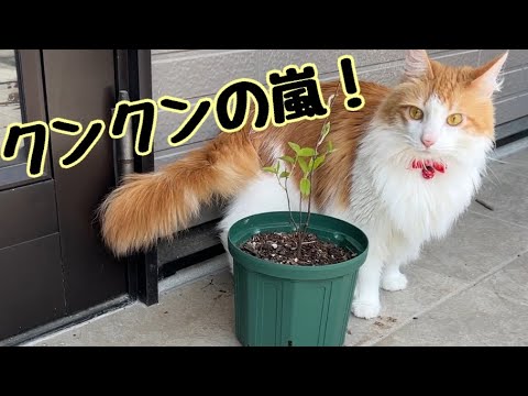 久しぶりに外に出たらクンクンが止まらない猫【マリー（メインクーン）】