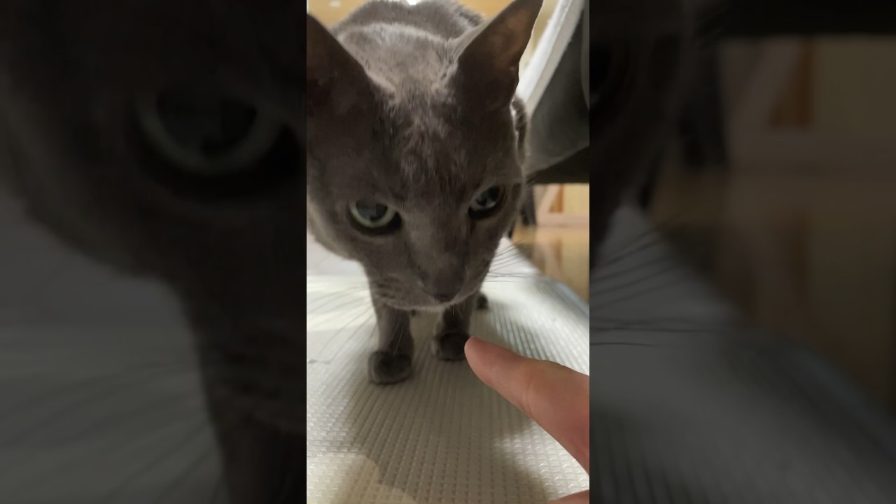 ほいほい来るネコ_20240409 #shorts #cat #猫 #ロシアンブルー