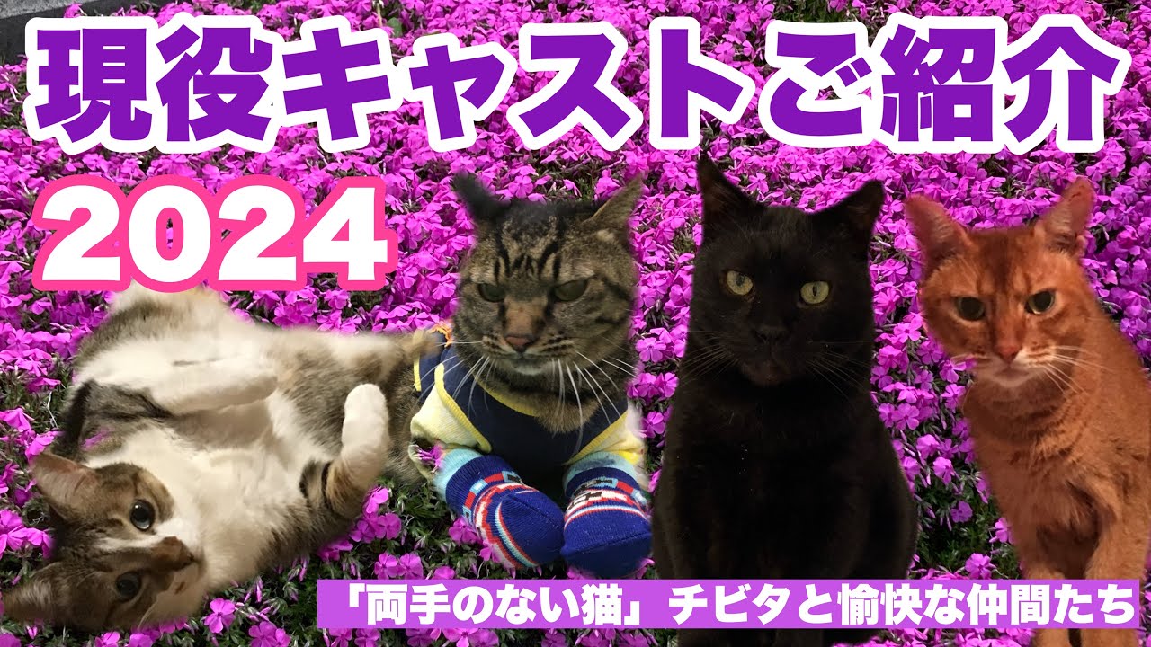 【猫動画】我が家の現役猫のご紹介2024年度版🐱リクエスト