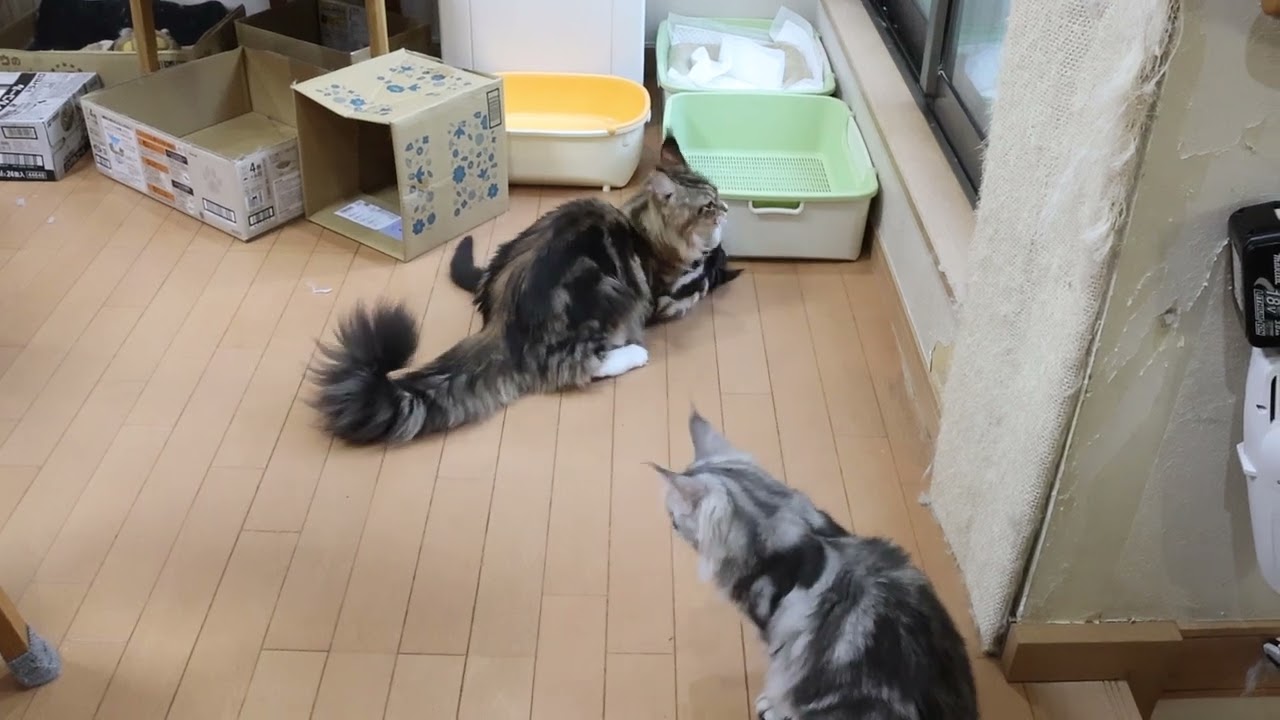 楽しく遊んでいるメインクーン子猫達