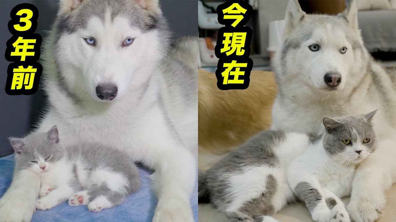 3年間、ハスキー犬に育てられた子猫の成長記録：ハスキーの優しさに涙が出ちゃった