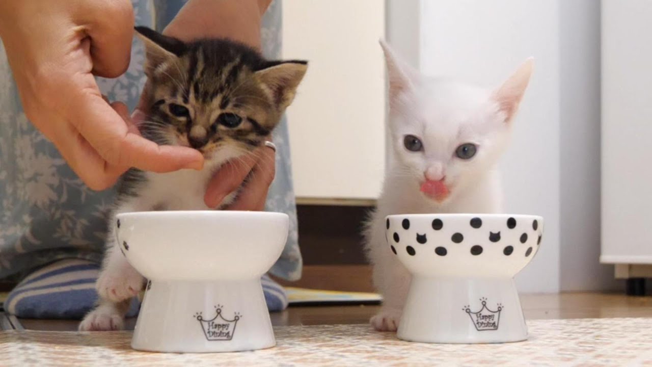 隣のご飯が気になる子猫はママに戻される【赤ちゃん猫　保護猫】