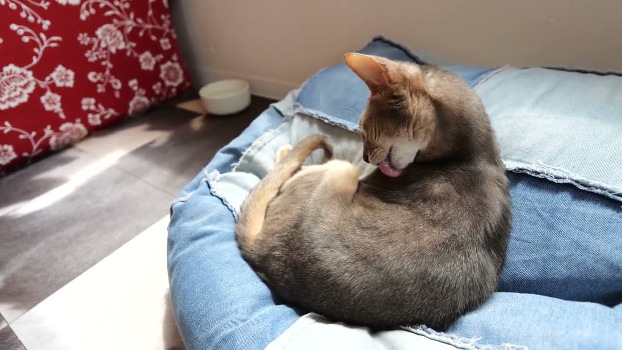 アビシニアンのアビィさんのお手入れ