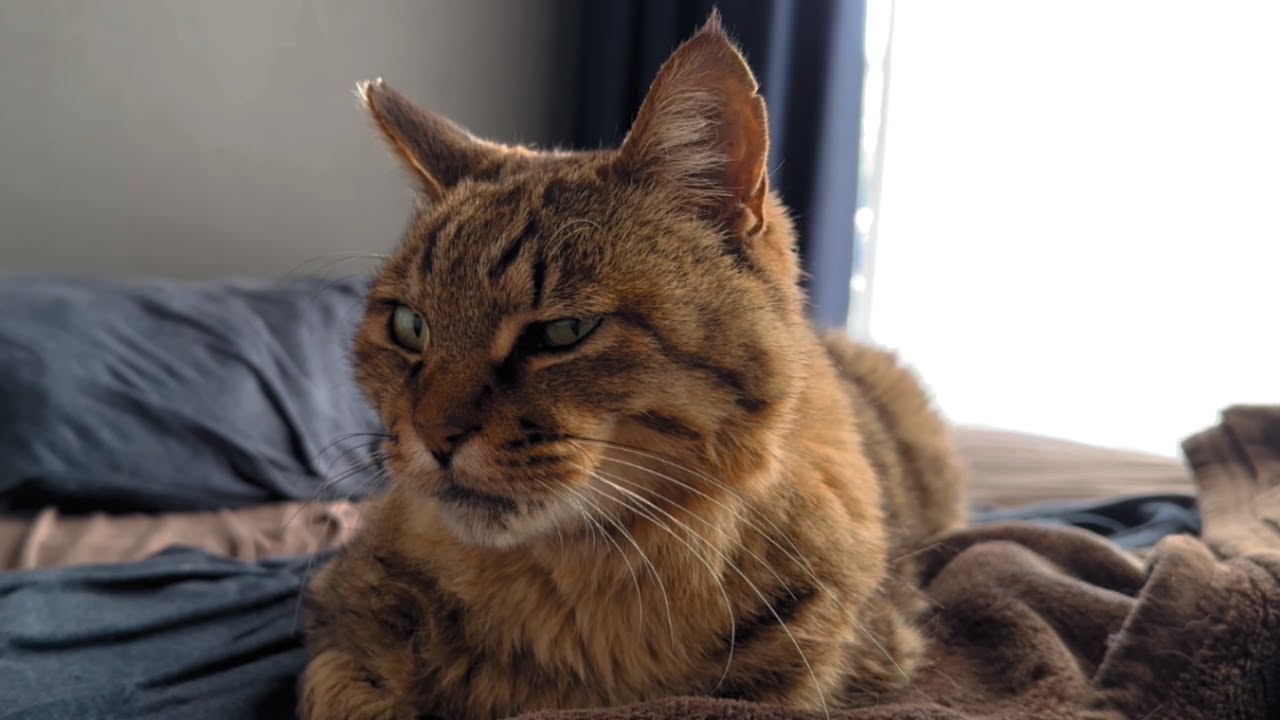 命の灯が消えつつある【保護猫】