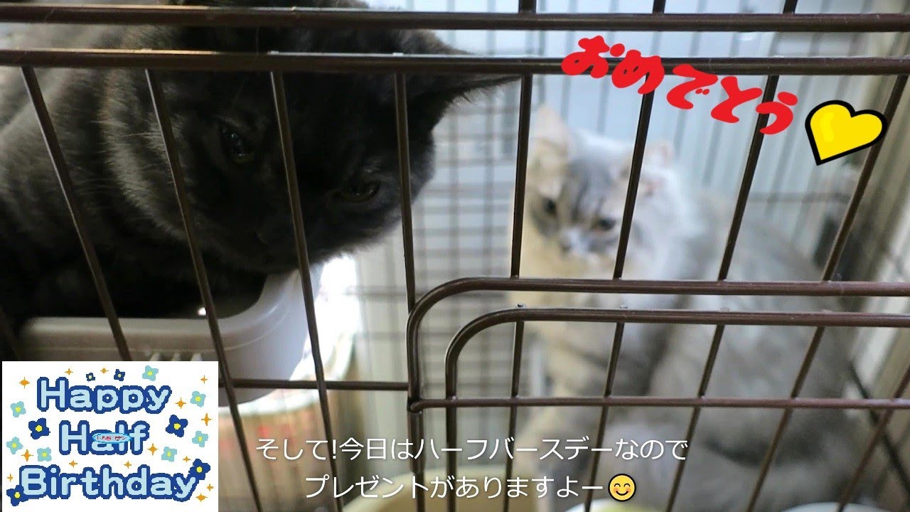 【ハーフバースデーの朝💛】#猫動画「トムとコナンの成長日記」スコティッシュフォールド兄弟猫お迎えから90日目
