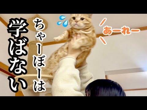 【悲報】ちゃーぼーは学ばないことが判明しました。 #猫 #マンチカン
