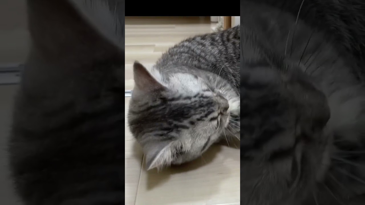 自分で歯磨きする猫😸 #shorts #猫 #マンチカン #cat #kitty #可愛くてごめん #歯ブラシ