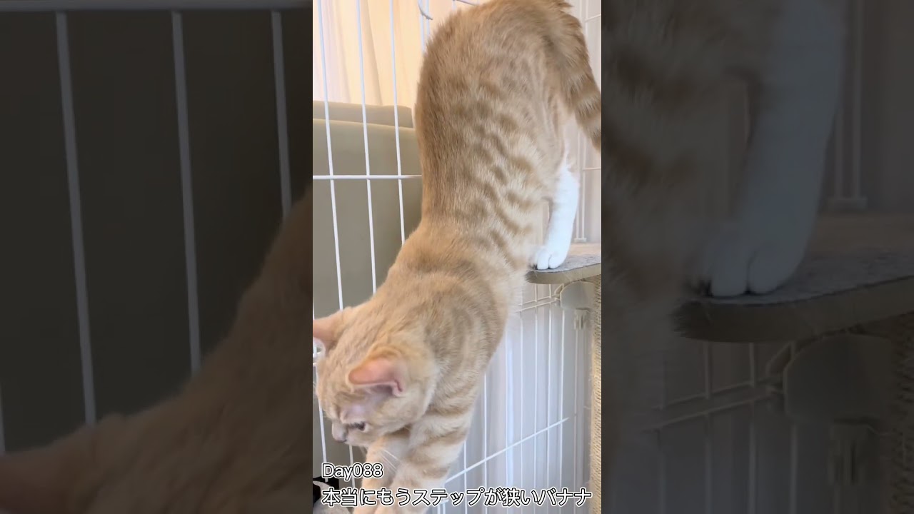 本当にもうステップが狭いバナナ #shorts #猫 #子猫 【マンチカン×サイベリアン】