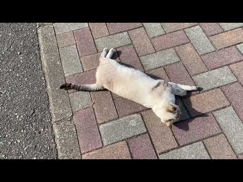日向ぼっこするシャムミックスの離島の猫さん