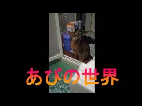 ネコ動画あび＃3446　あびの毎日　アビシニアン　あび