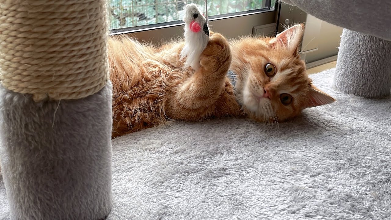 「アメリカンカール⭐︎マンチカン」我が家の猫紹介✨のり太とりあん2匹の簡単な紹介動画です😍💕
