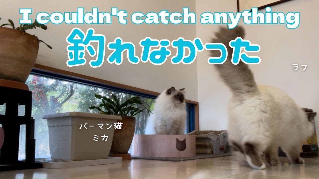 バーマン猫ミカとガブとラフ【釣れなかった】I couldn't catch anything（バーマン猫）Birman/Cat
