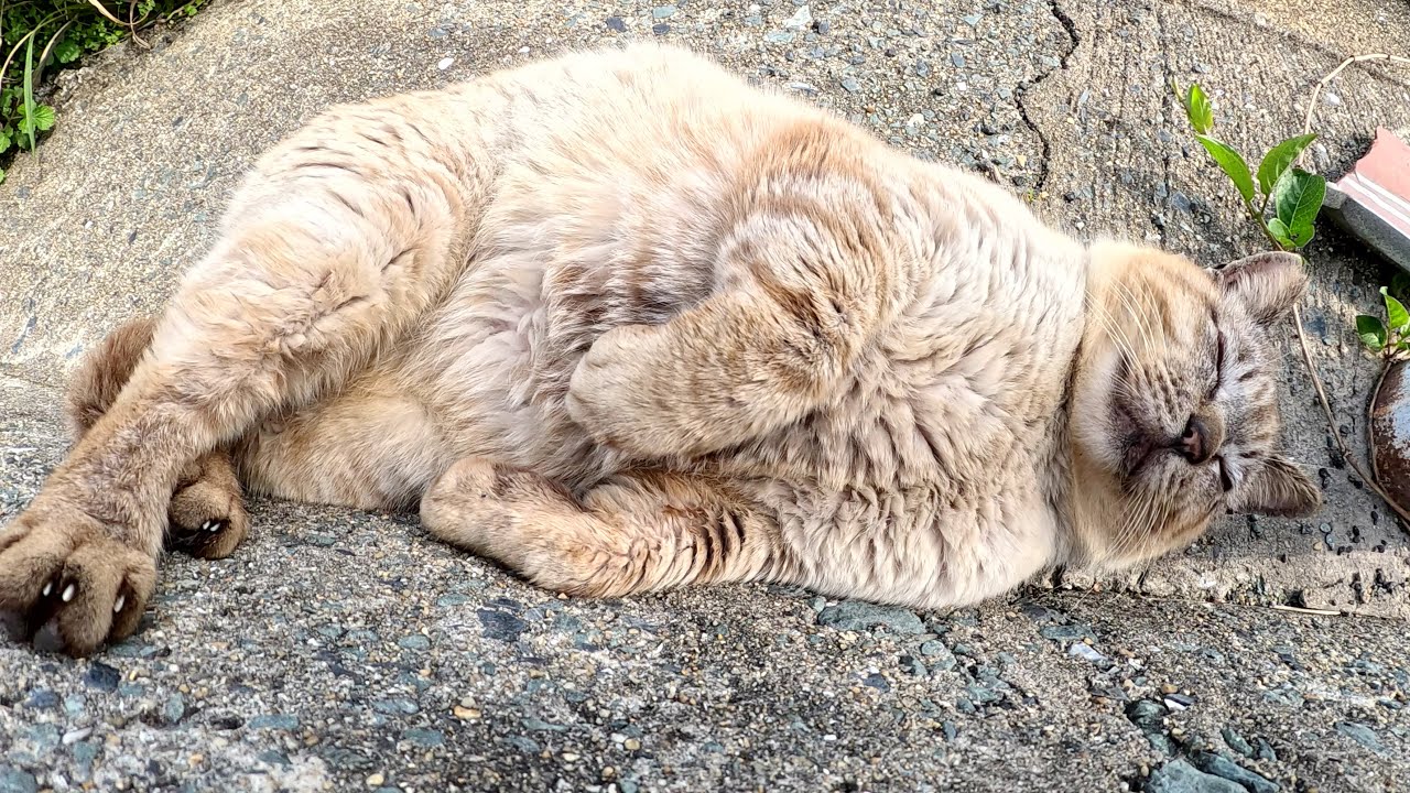 おじいちゃんシャム猫が道の端でメチャクチャ気持ちよさそうにお昼寝する