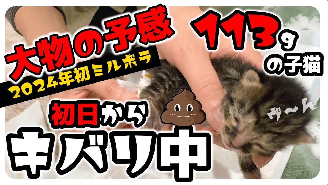 【緊急動画】へその緒付の113ｇの子猫 ミルボラ 笑劇！ 初日からうんちする乳飲み子ははじめてです【保護猫生活1日目】