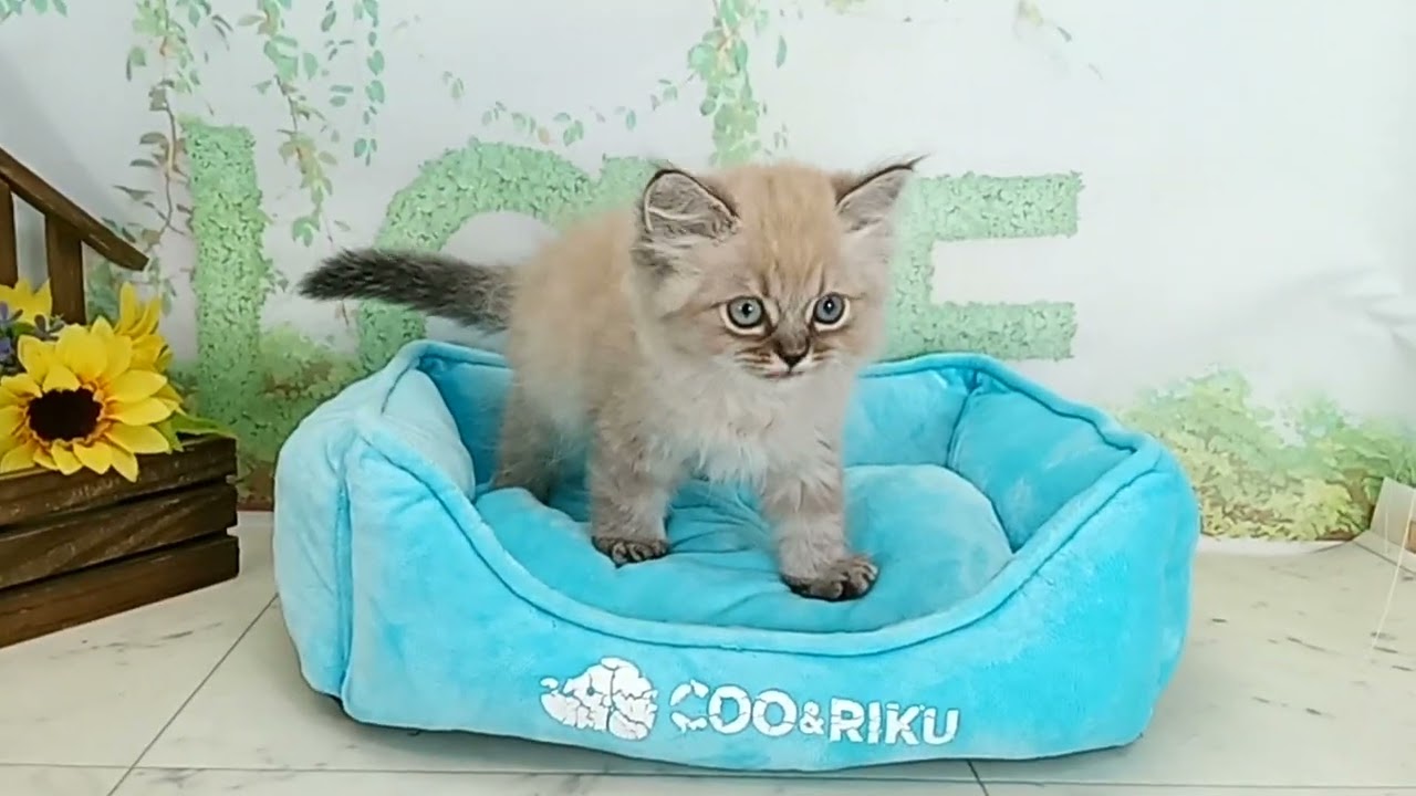673197 ヒマラヤン