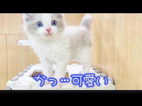2024.4.15可愛すぎるラグドールちゃん！