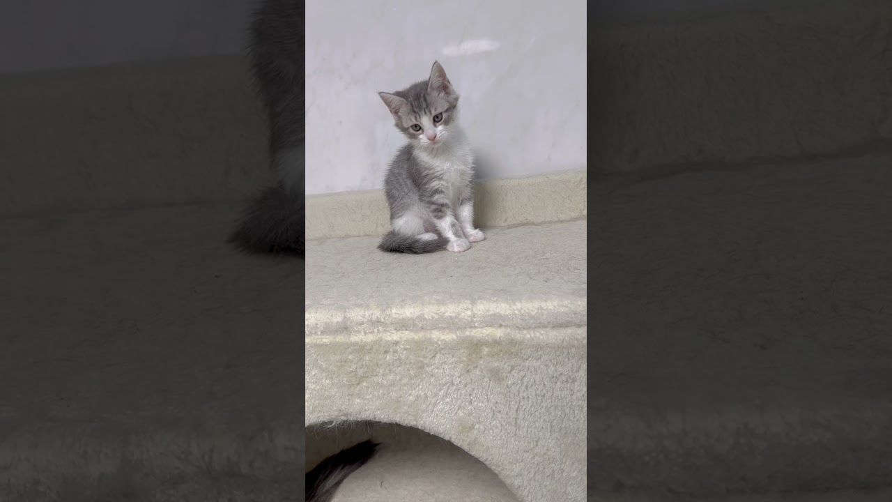 長足マンチカン男の子🩷 【お問合せ詳細は説明欄に記載あります】 #スクーカム #ブリーダー直販 #マンチカン #ミヌエット #ラパーマ #子猫 #子猫販売 #猫 #猫のいる暮らし #猫動画