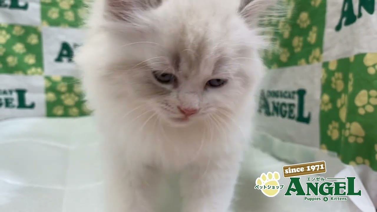サイベリアン 2404102 【ペットショップエンゼル　子犬・子猫販売】